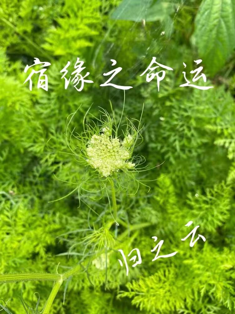 宿缘茶具套装怎么样